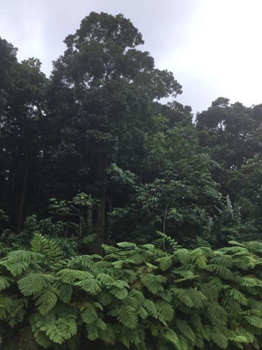 Les Lucioles 1 Beau T2 En Foret Tropicale Avec Acces Piscine Saint-Joseph Bagian luar foto